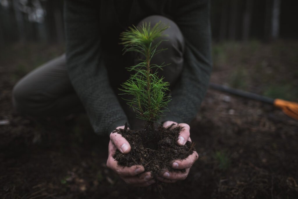 Transplanting Cuttings