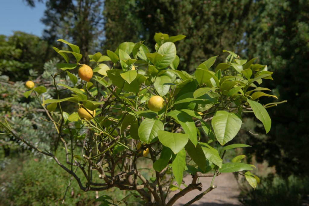  dwarf lemon tree