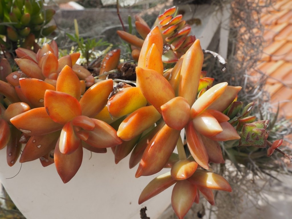 Orabge Flower Succulent