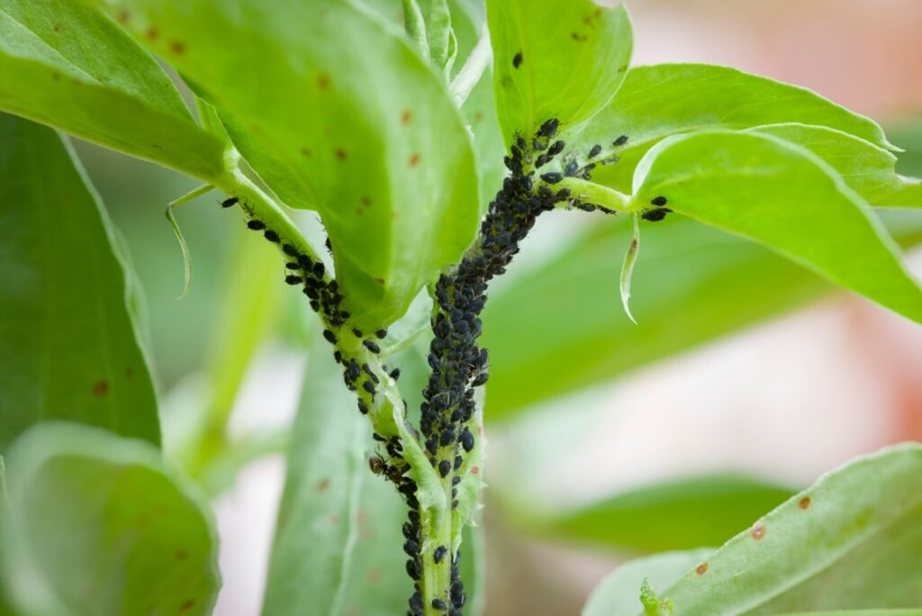 Aphids attack on bonsai