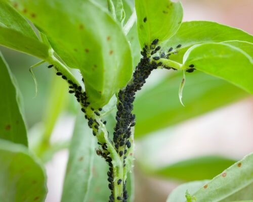 Aphids attack on bonsai