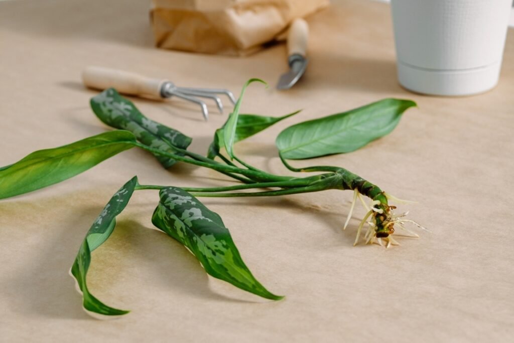 How to Propagate Aglaonema (Chinese Evergreen)