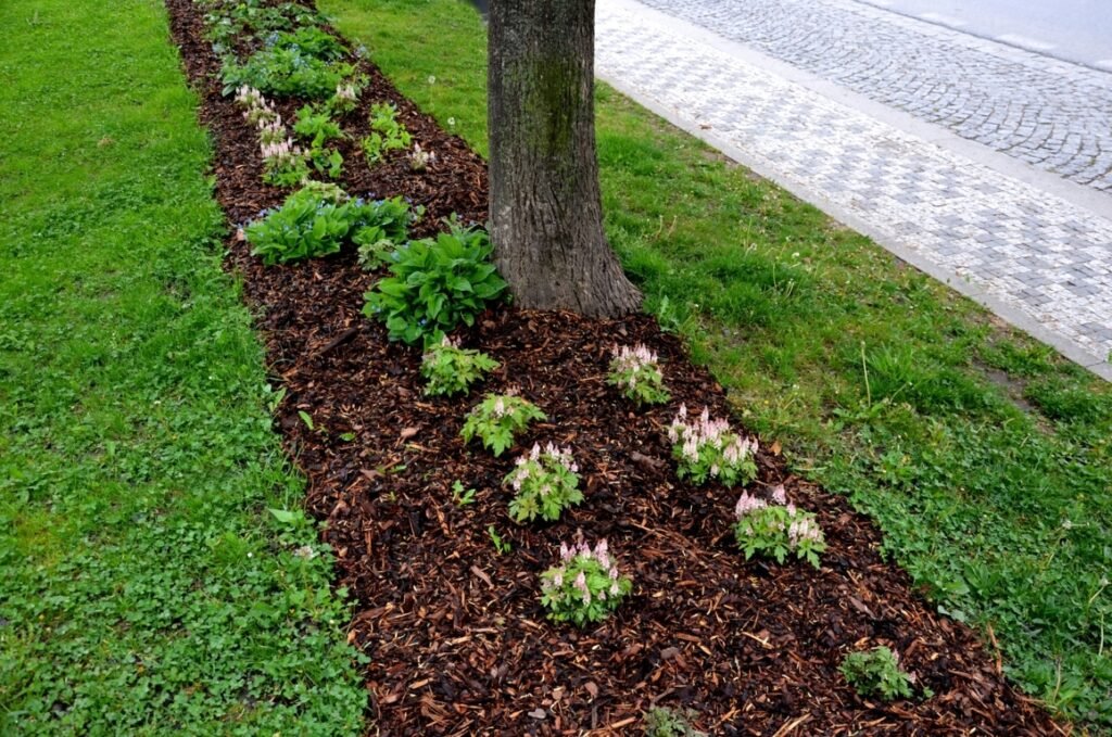 How to apply mulch?