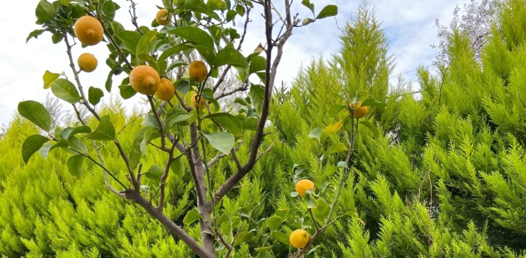 Lemon Tree Growth Stages Timeline