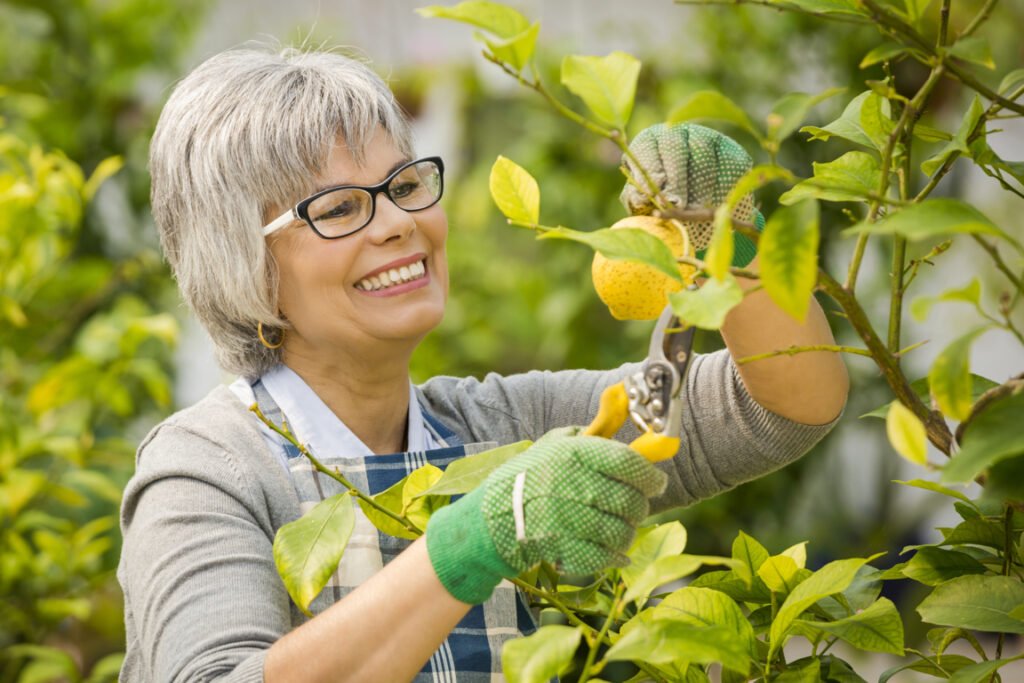 Step By Step Guide On How To Plant A Lemon Tree