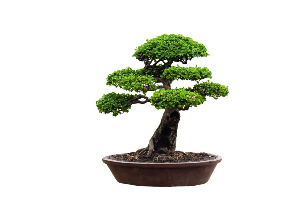 how long wire on a bonsai tree