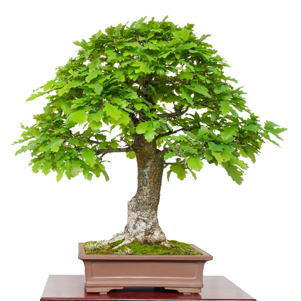  Grow Oak Bonsai From Seed