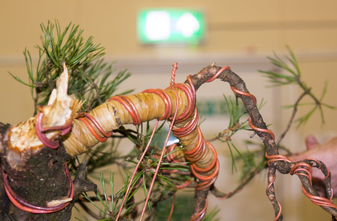 How Long Do You Leave Wire on a Bonsai Tree? - The Plant Bible