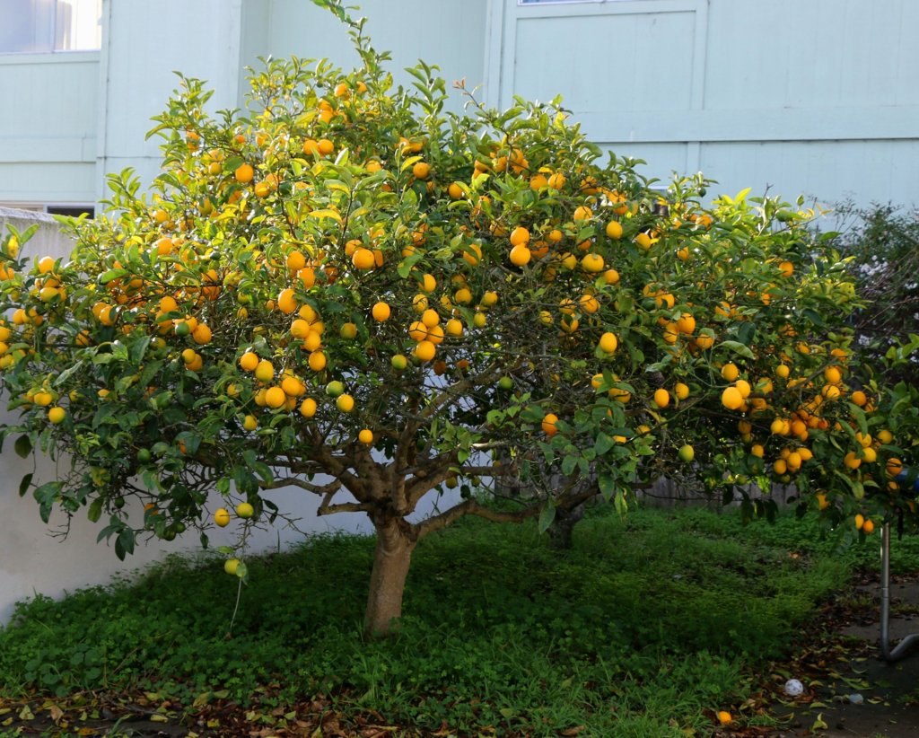 What is a Meyer Lemon tree