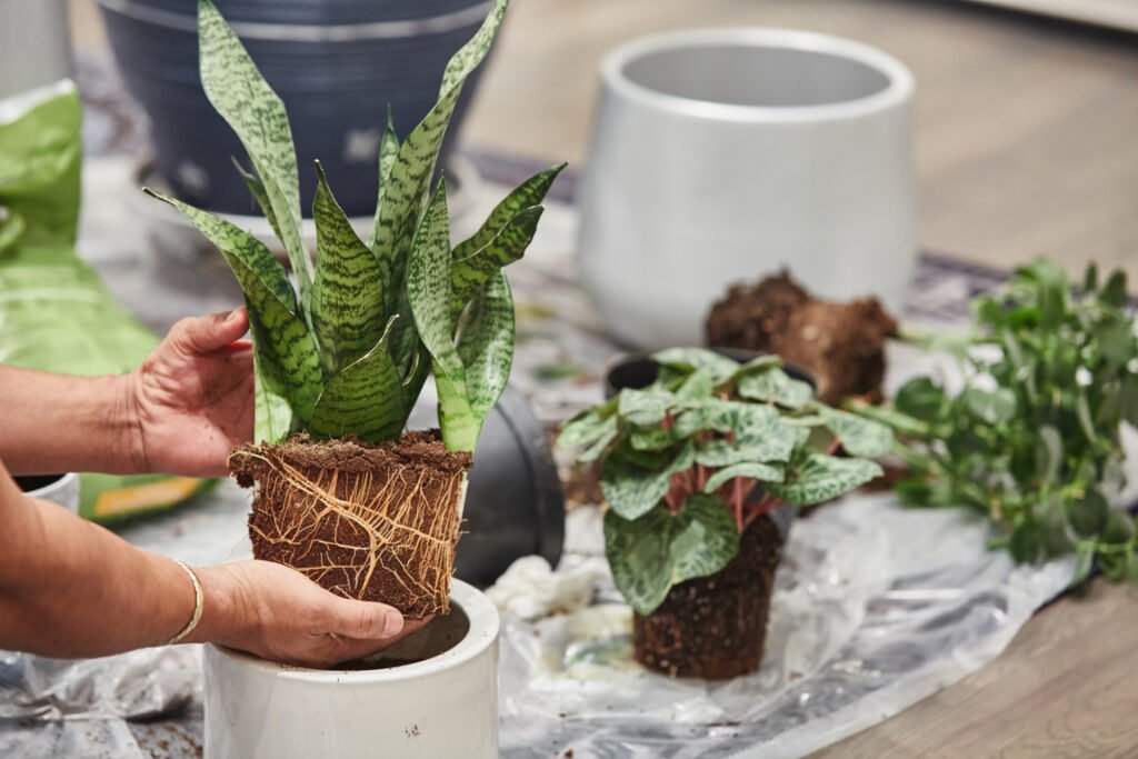 Repotting Snake Plant