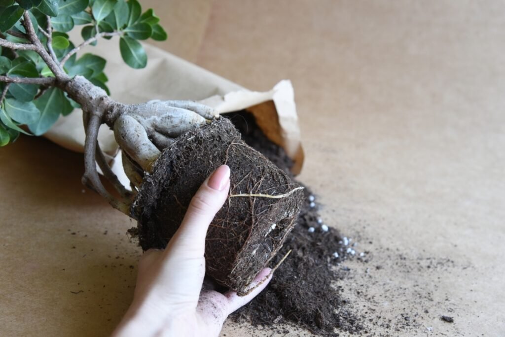 Repotting Bonsai