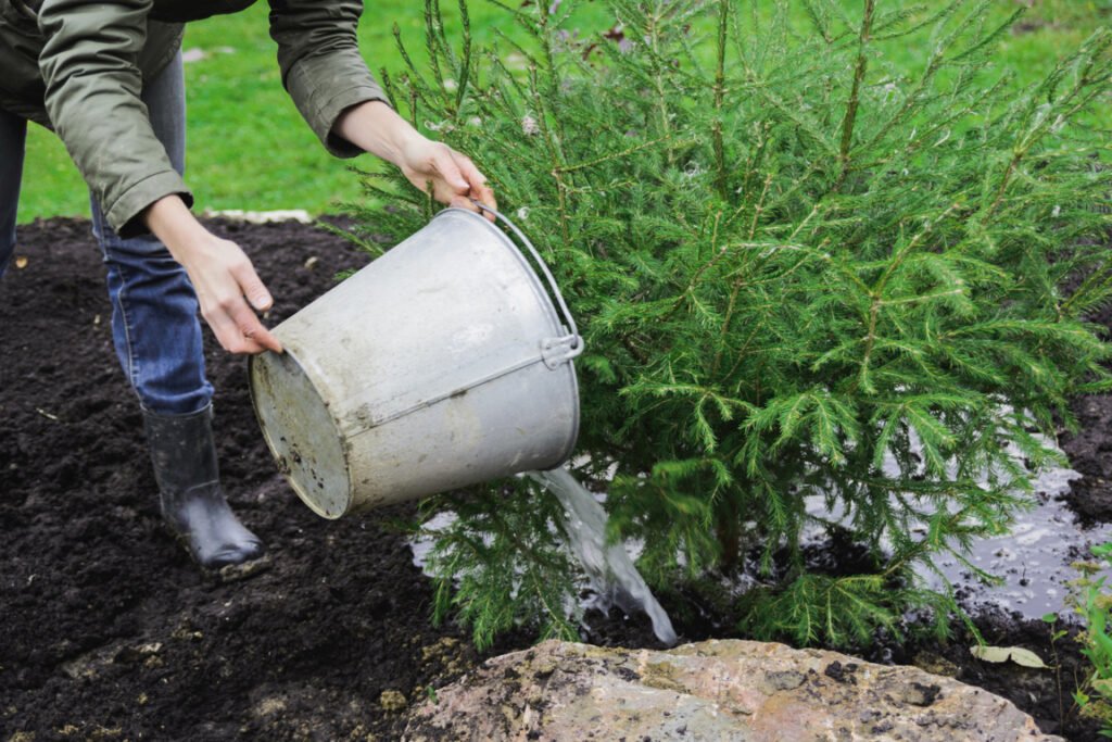 Watering Dwarf Alberta Spruce Bonsai