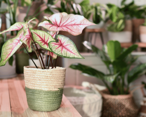 how to care for an angel plant