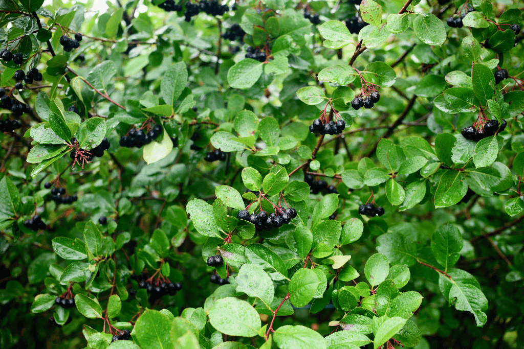 Aronia