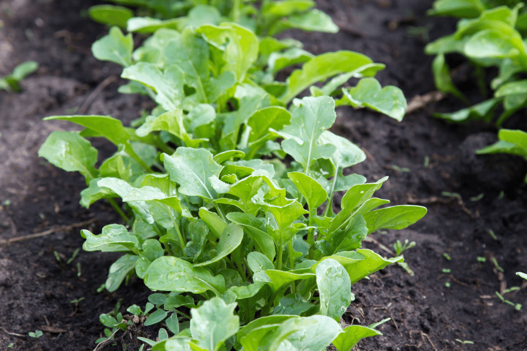 Arugula