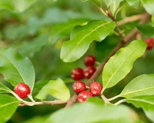 autumn olive vs russian olive