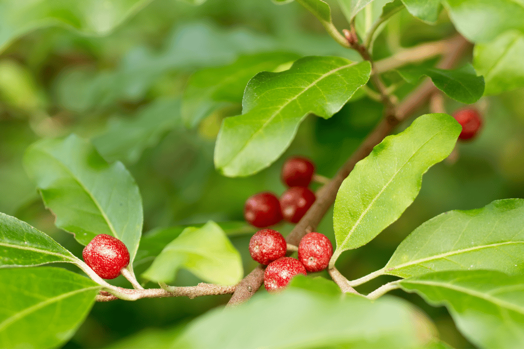 Autumn Olive Berries