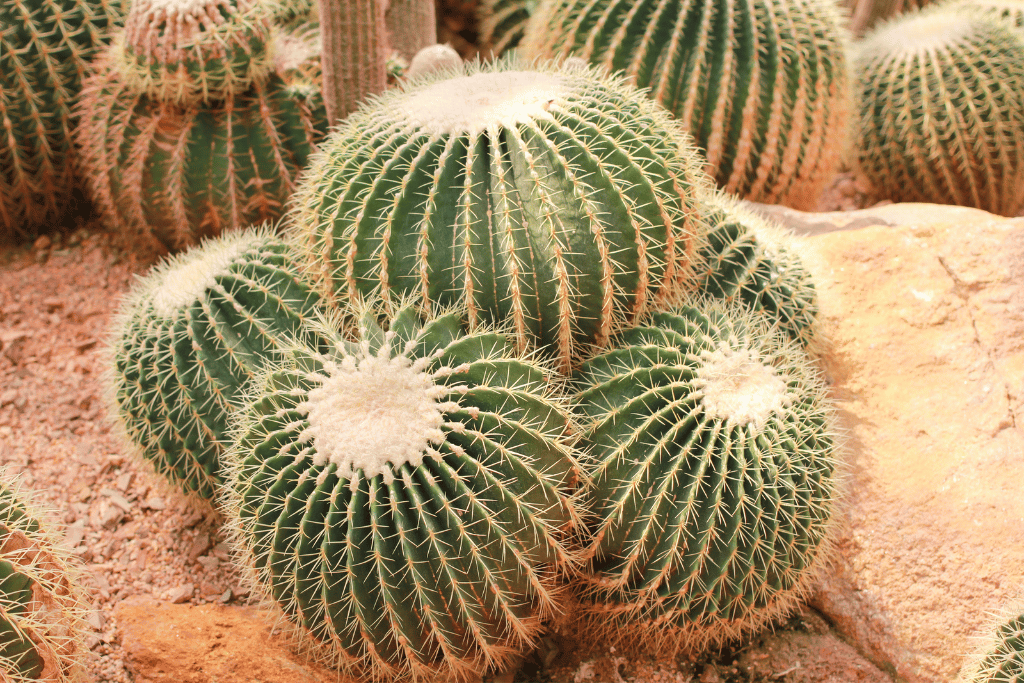 Barrel Cactus