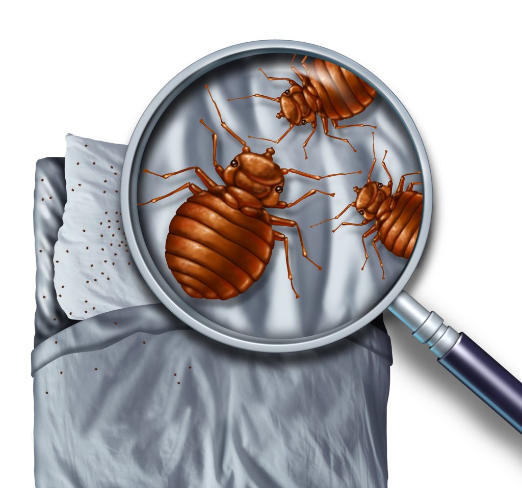 Bed Bugs