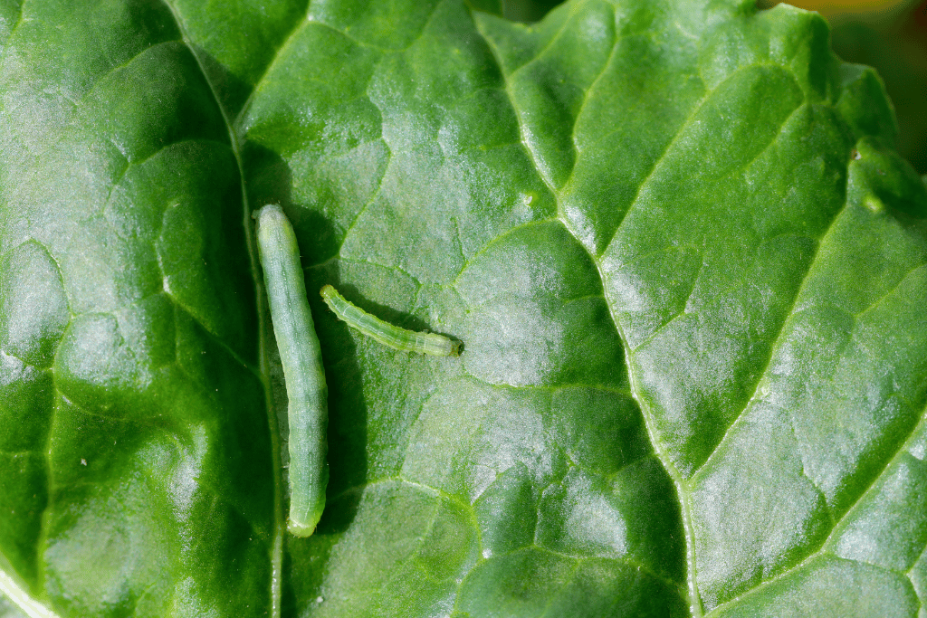 What's Wriggling in Your Pot? Types of Worms in Potted Plants - The ...