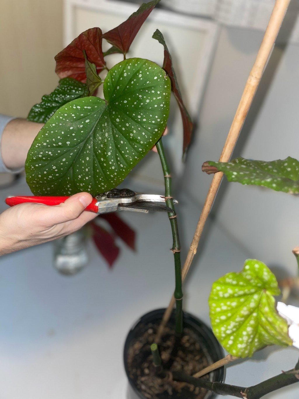 Begonia Maculata Propagation: Multiply Your Maculata Effortlessly