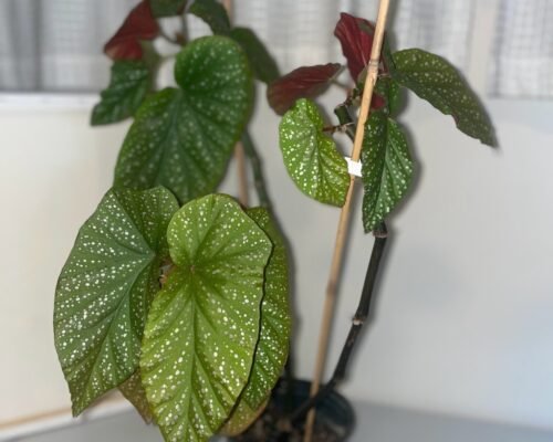 begonia maculata propagation