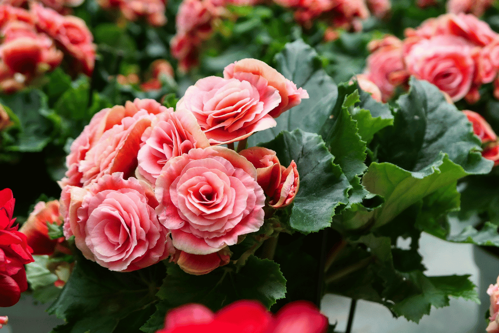 Begonia