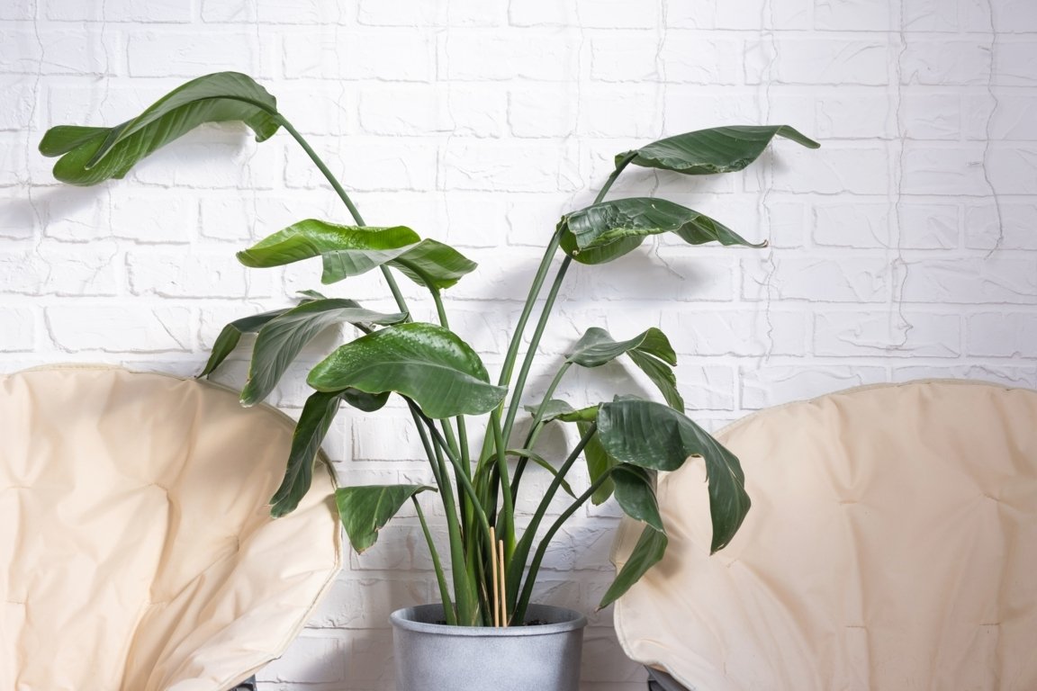 bird of paradise leaves curling