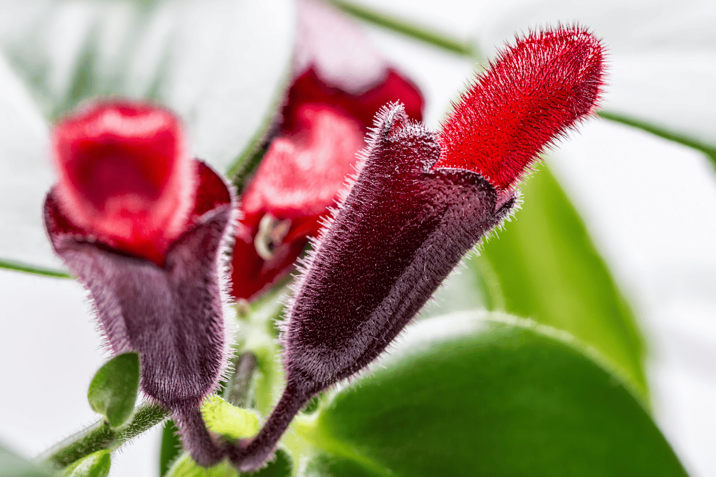 Black Pagoda Lipstick Plant Care