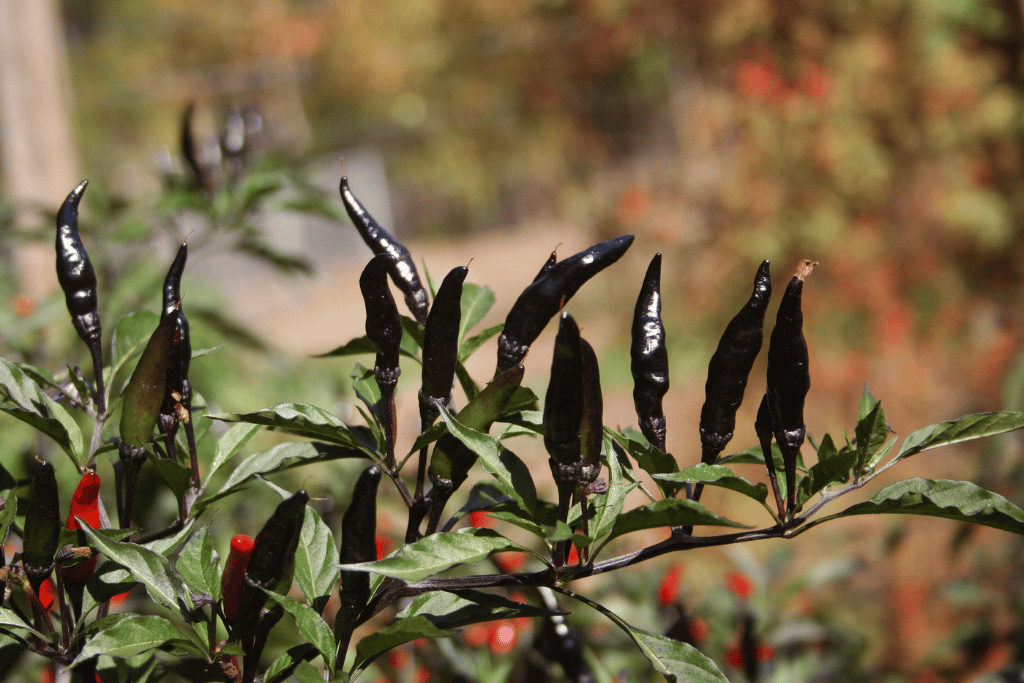 Black cobra peppers