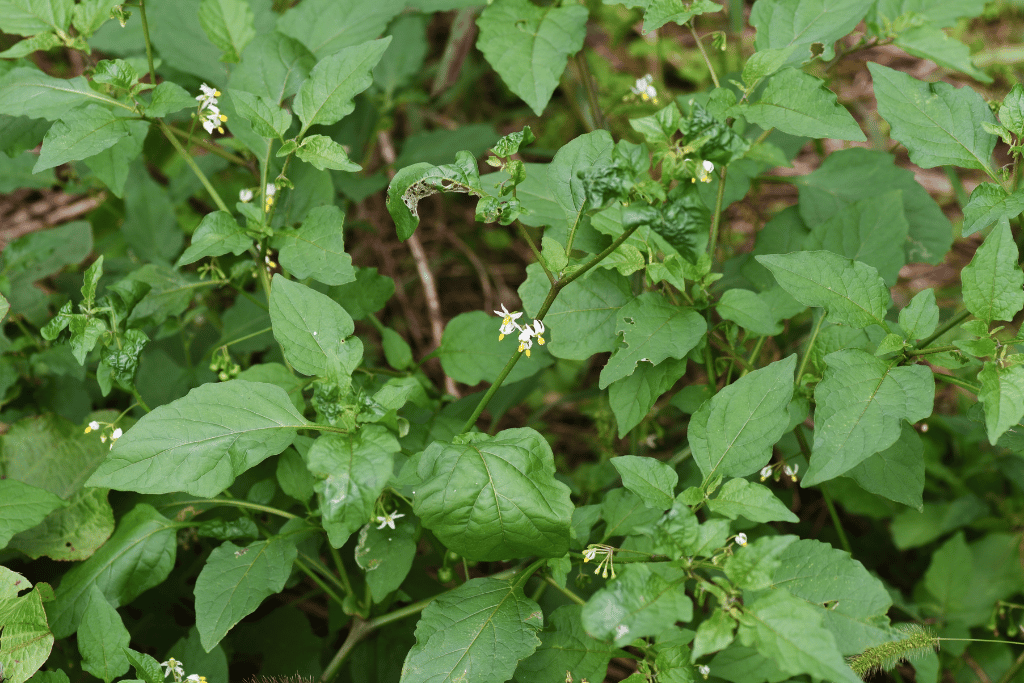 Black nightshade