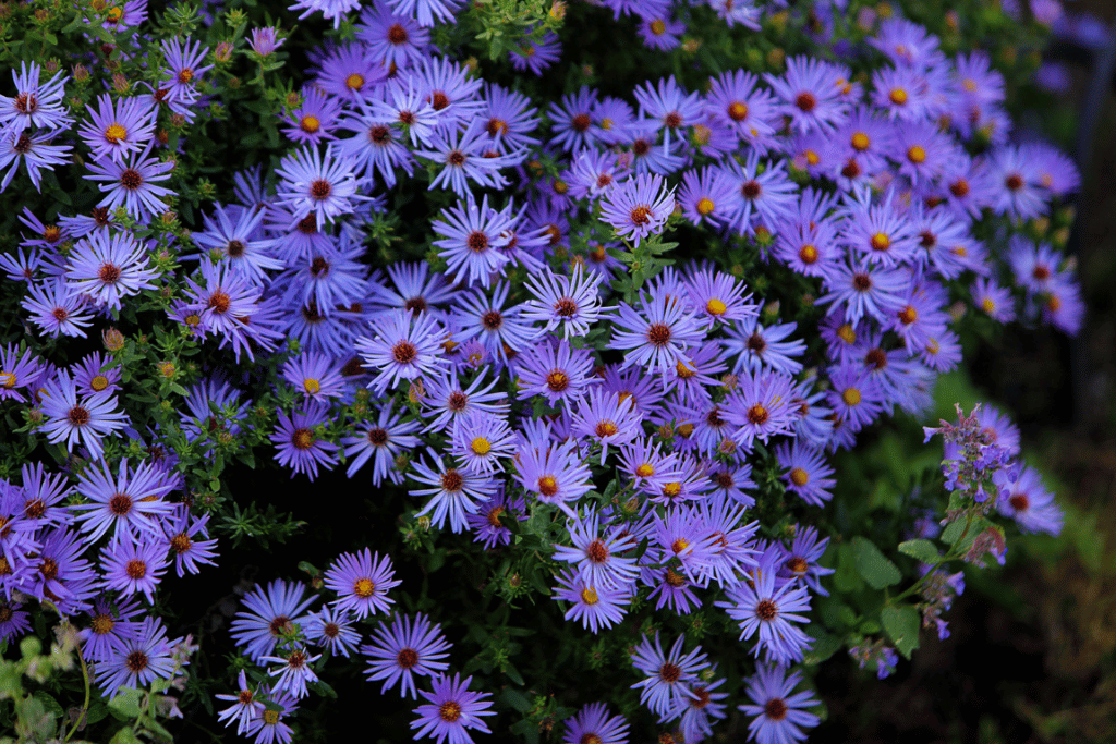 Blue Aster