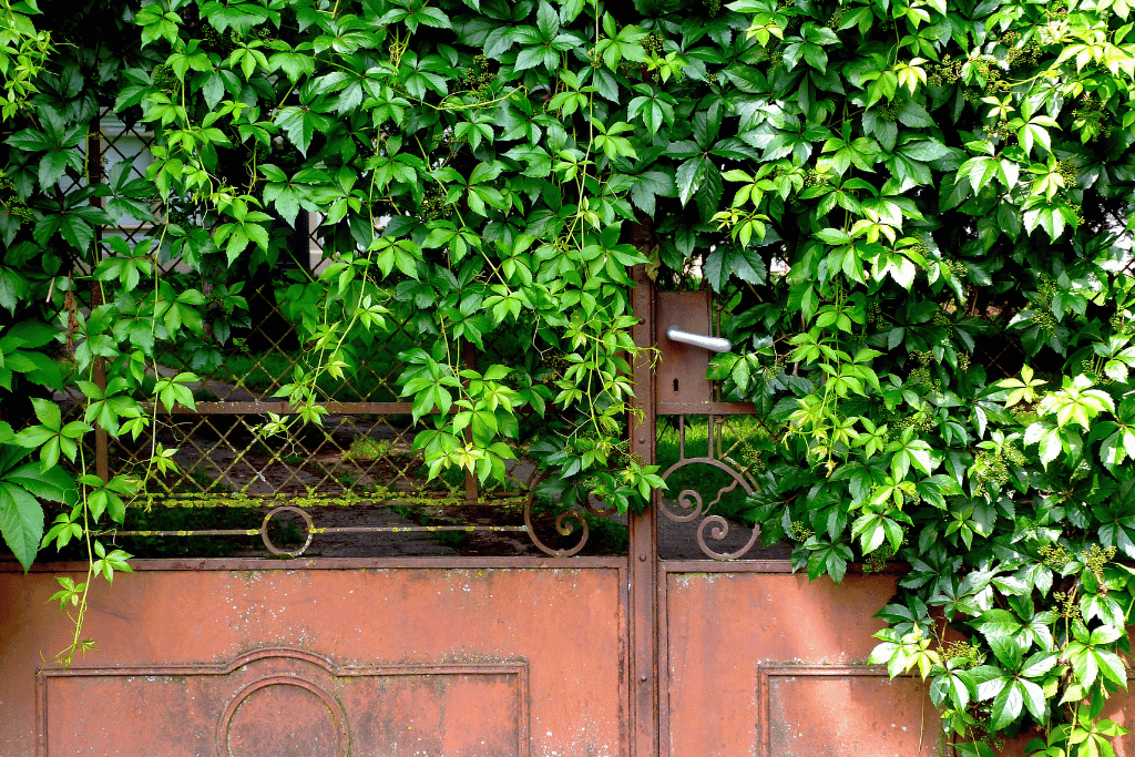 Boston Ivy