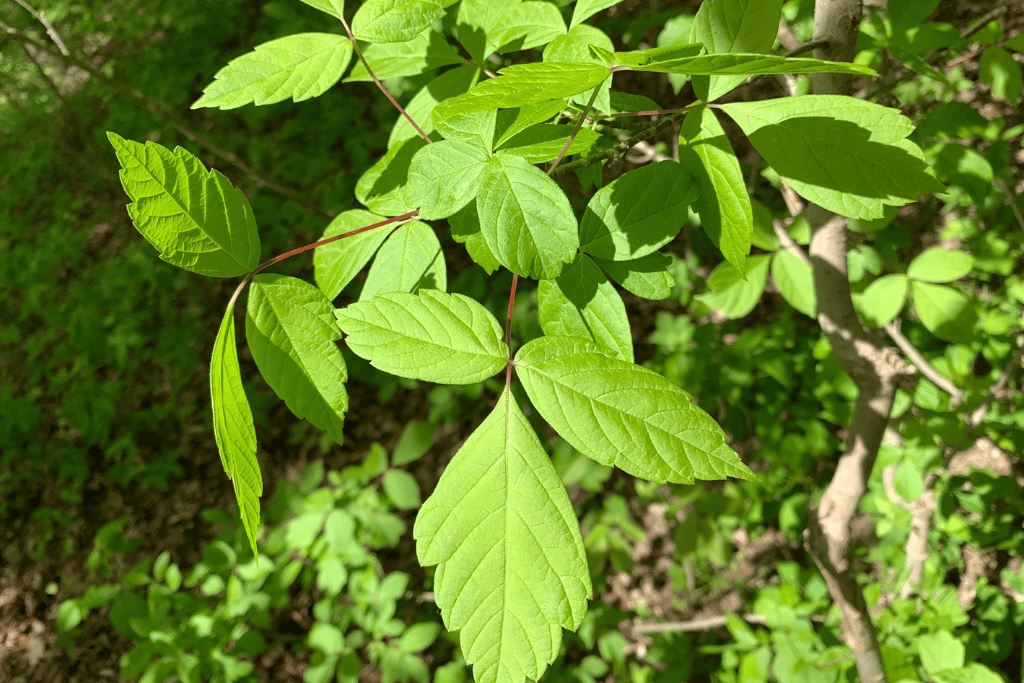 Box elder