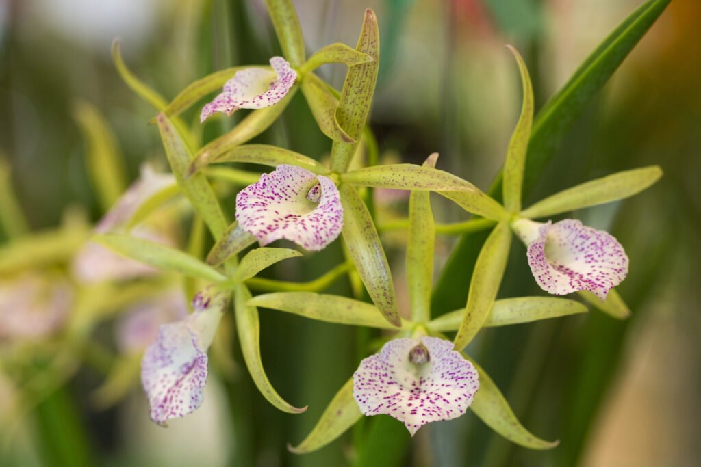 Brassia orchid