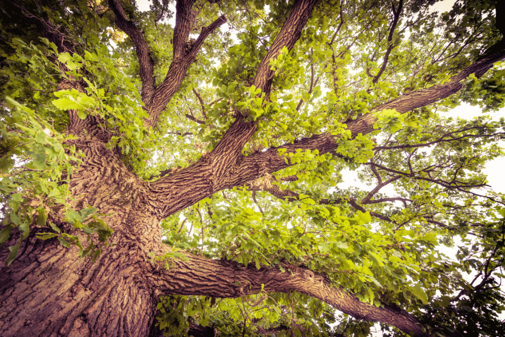 Bur oak