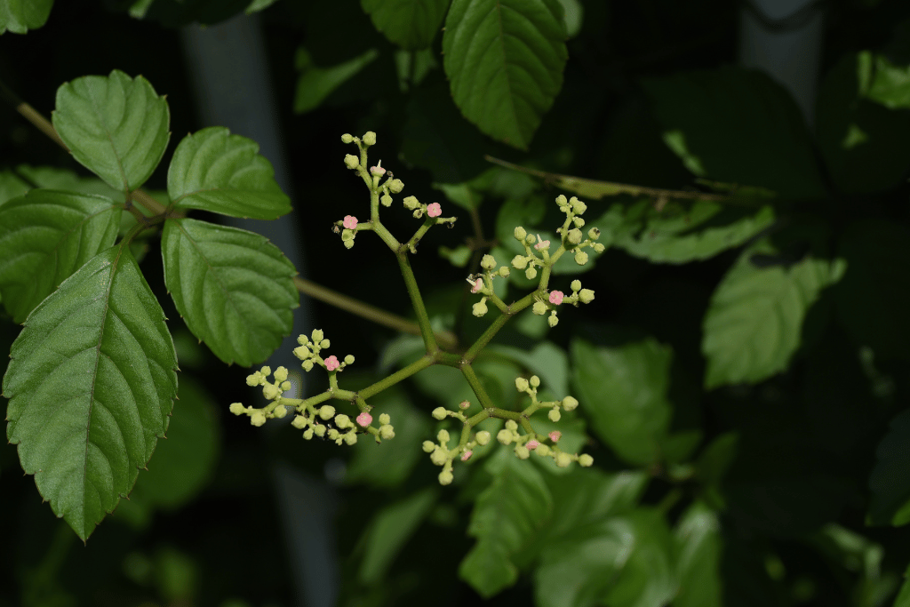 Bush killer Vine