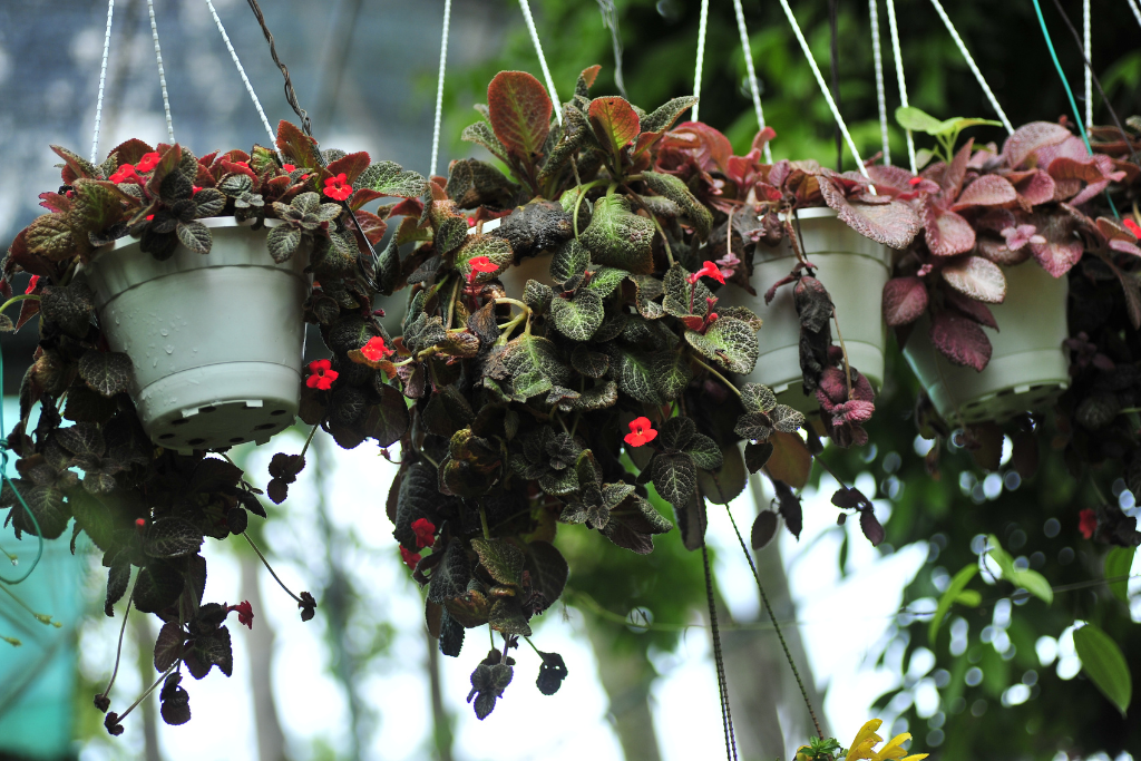 Buy a Twisted Lipstick Plant