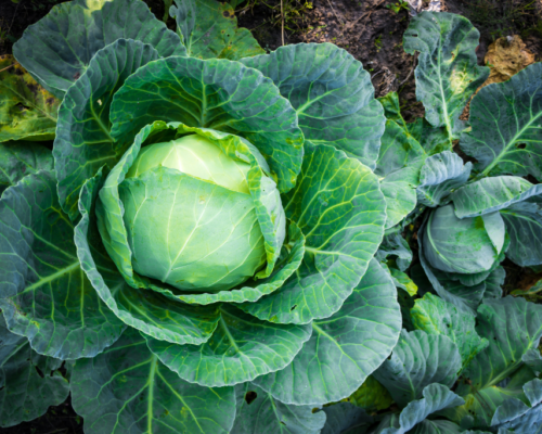 plants that look like cabbage