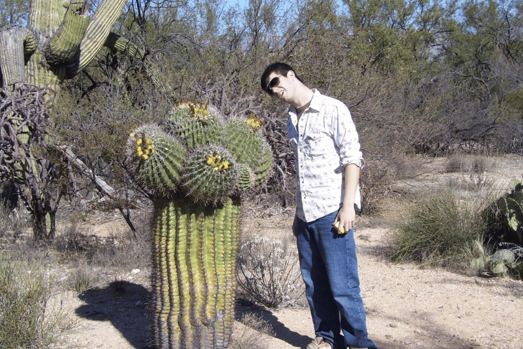 Cacti with fruit