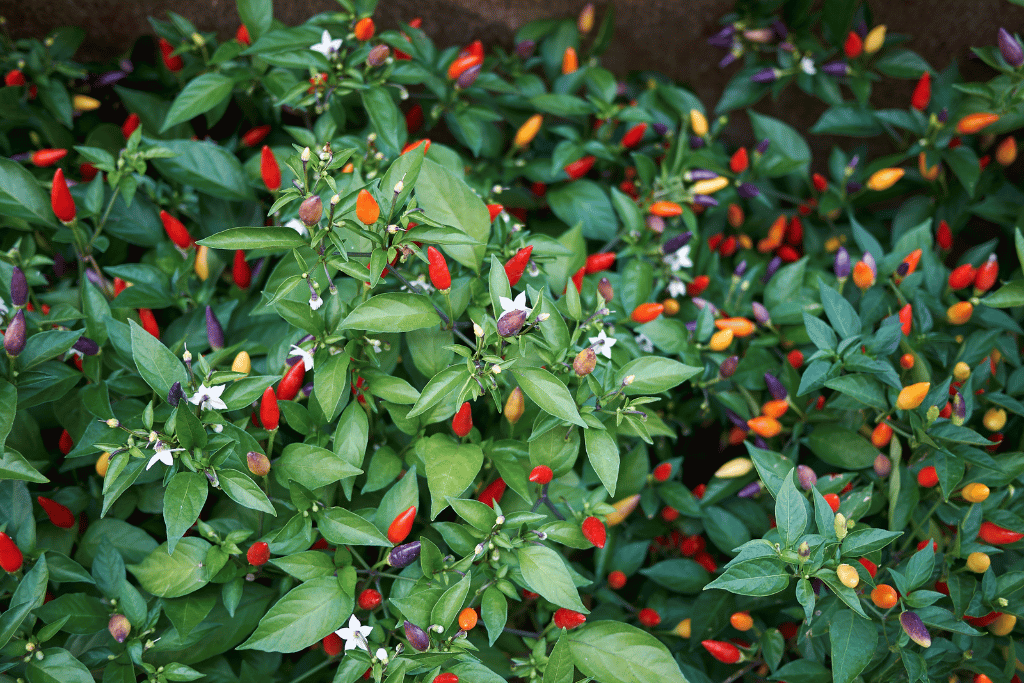 Calico peppers