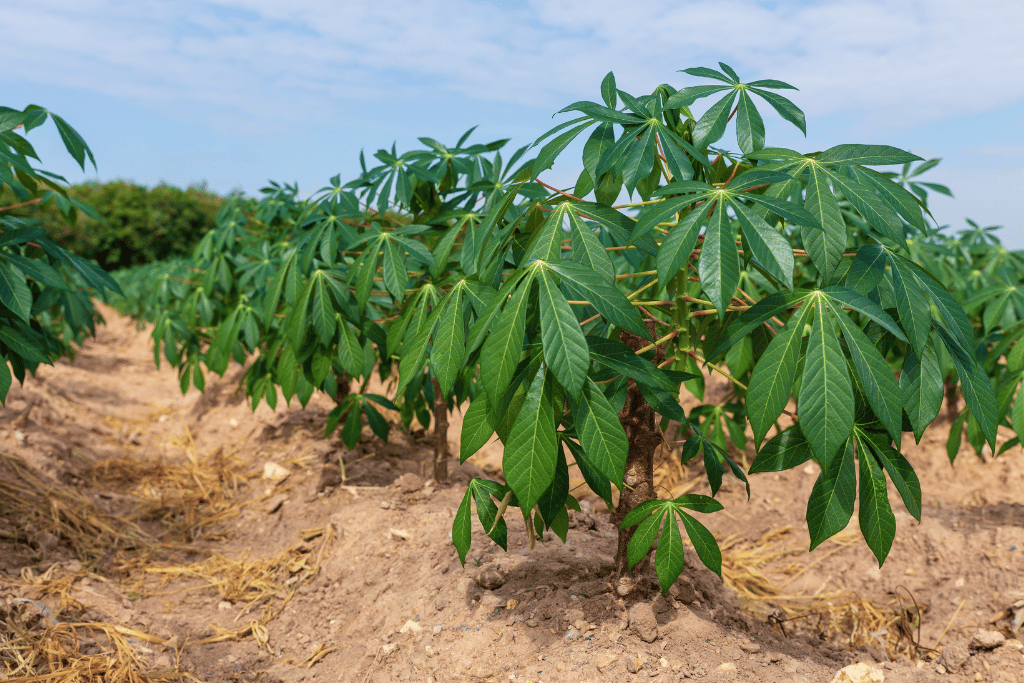 Cassava (Manihot esulenta)