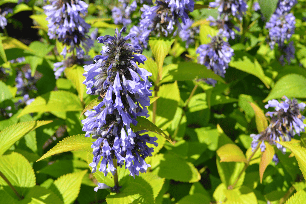 Catmint