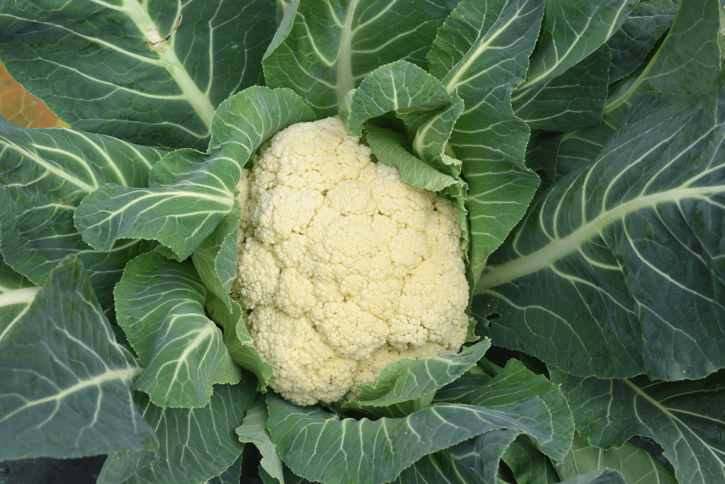 Cauliflower