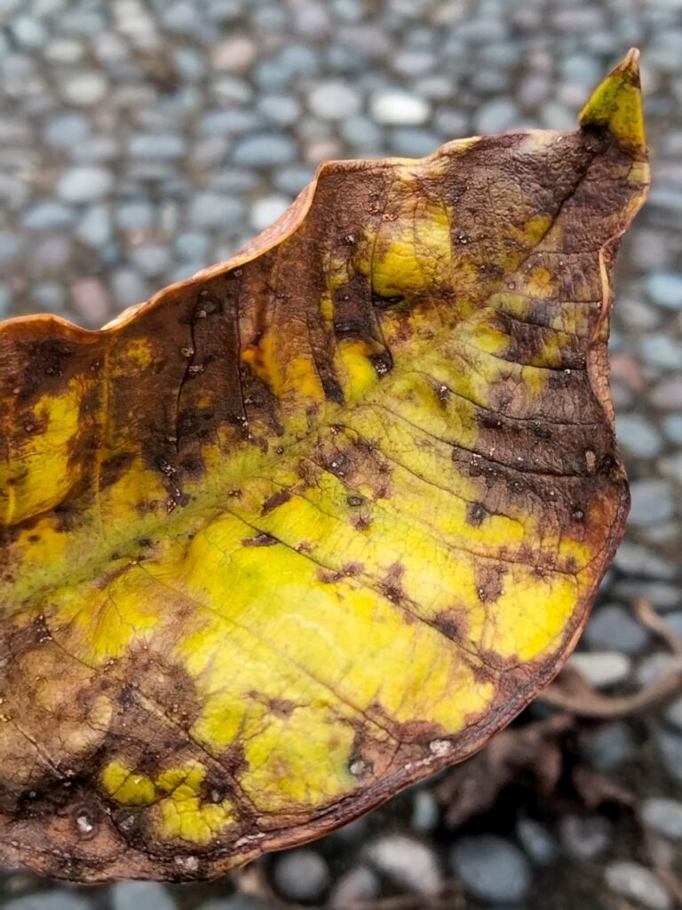 Causes of Plumeria Leaves Yellowing 