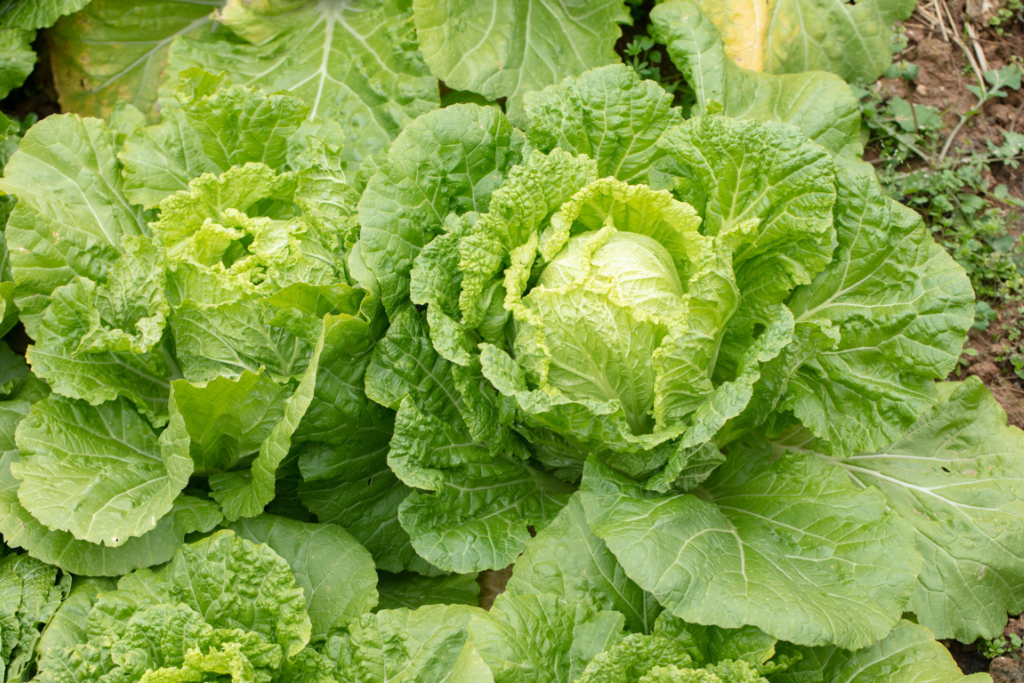 Celery Cabbage