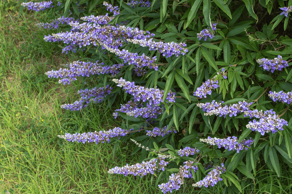 Chaste Tree (Vitex agnus)