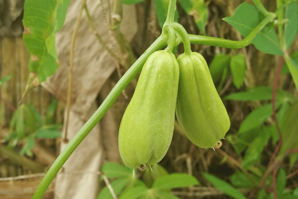 Chayote