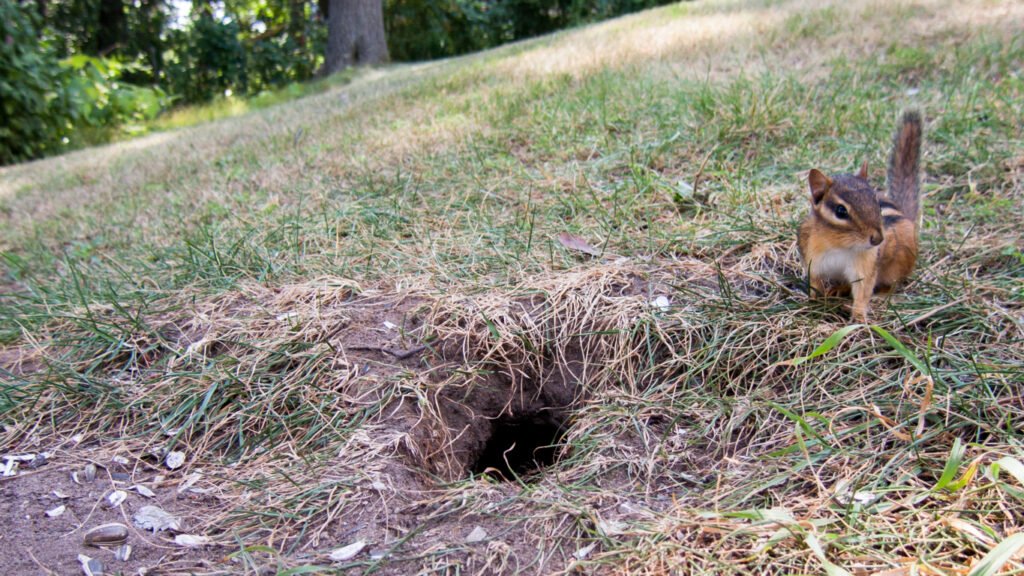 Chipmunks in Lawn