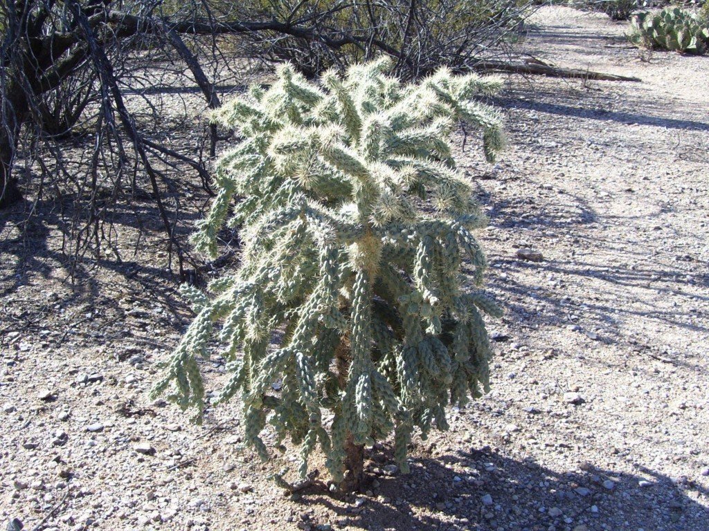 Cholla Cactus 